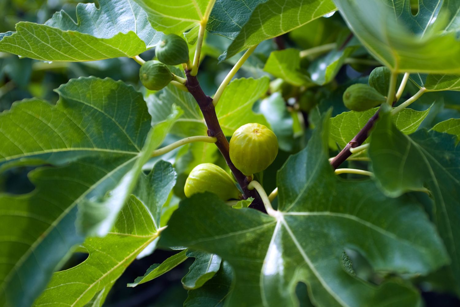 Blatt und Frucht eines Feigenbaums