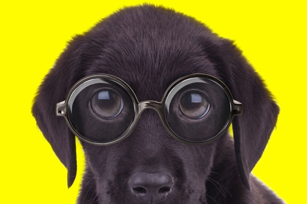 Hund mit Brille vor gelbem Hintergrund